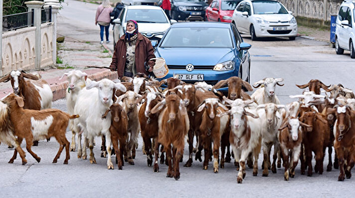 Antalya Konyaaltı Sahili'ne 500 metre uzakta doğup büyüdüğü evi yıllar içinde lüks binalar arasında kalmasına rağmen çocukluğundan bu yana yaptığı çobanlığı sürdüren Menşure Albayram (60), her gün çevredekilerin şaşkın bakışı arasında keçilerini mahallenin nadir kalan yeşil alanlarına otlatmaya götürüyor. Elinde sopası ve köpeği 'Sarı' ile caddeleri aşıp hayvanlarını otlatan 'Menşure Teyze', keçilerini 'Şımarık', 'Yaren', 'Mayıs', 'Yaz' gibi isimlerle çağırıyor.