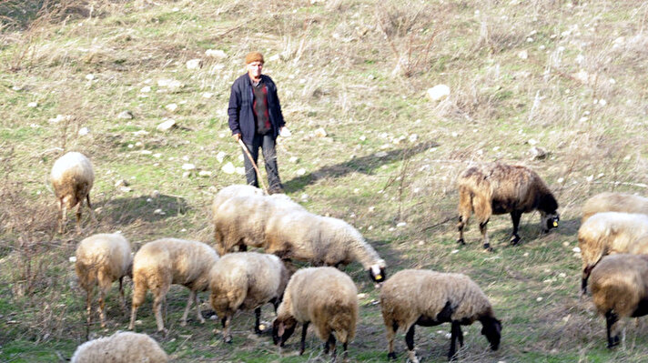 Manavgat'ın Belenobası Mahallesi'nde eşi Durdu Boztaş (62) ile birlikte yaşayan Süleyman Boztaş (67) çocukluğundan beri hayvancılık yapıyor. Nisan ayında koyun ve keçilerden oluşan sürüsünü yaylaya götüren Süleyman Boztaş, kasım ayında mahalleye dönüyor. 