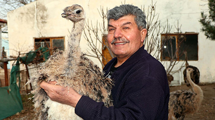 Kaman ilçesi Çağırkan Köyü'nde yaşayan Hacı Gedikaslan, 26 yıl önce Güney Afrika'dan 10 tane deve kuşu getirtti.