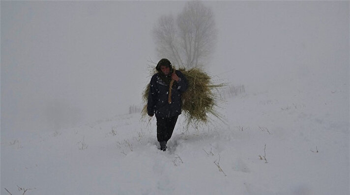 Merkeze 56 kilometre mesafede bulunan Yukarıyongalı köyünde etkili olan kar yağışı, besicilerin işlerini zorlaştırdı. Belirli saatlerde hayvanlarını kar üzerinde beslemek için çıkaran besiciler, dondurucu soğuk ve tipide sırtlarında ot taşıyarak tek geçim kaynakları olan hayvancılığı sürdürmeye çalışıyor.