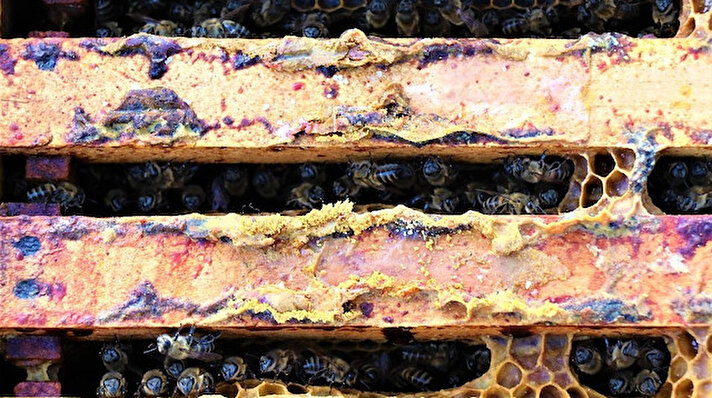 Düzce Üniversitesi Arıcılık Araştırma, Geliştirme ve Uygulama Merkezi (DAGEM), arıların en kıymetli ürünlerinden propolisi bölgeye tanıtmayı başardı. Bir zamanlar üreticilerin çöpe attığı ürünün kilosundan artık 6-7 bin lira gelir sağlanıyor. Yığılca ilçesinde bulunan Hoşafoğlu bölgesinde, doğanın içine kurulan ve adeta üs haline gelen merkezden arıcılık sektörüne yön verilirken, bölge halkının da yüksek miktarda gelir elde etmesine de katkı sağlanıyor.
