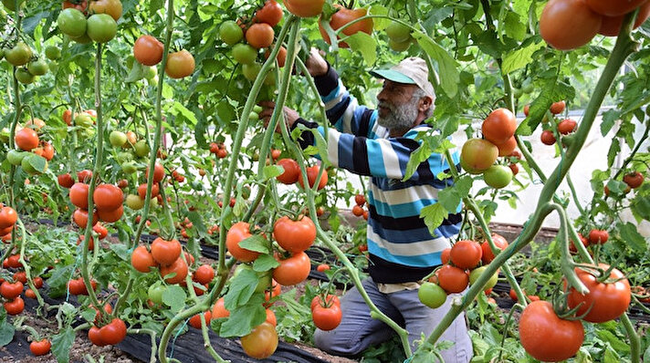 Kumlucalı domates üreticileri, Kumluca Hal çıkışı 1. 80 Lira olan domates fiyatlarının büyük şehir market raflarında veya pazarlarında 10 Lira olmasının nedenini sordu.

