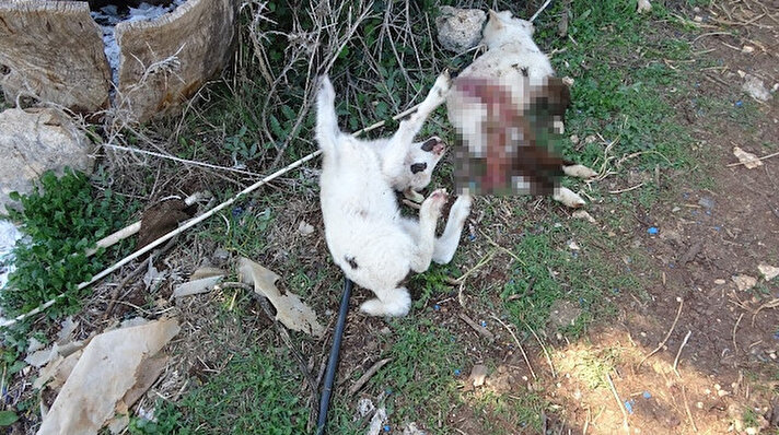 Cafer Gürül adlı yetiştiriciye ait içerisinde 25 koyunun bulunduğu ağıla biri dişi diğeri erkek Pitbull cinsi 2 köpek girdi.