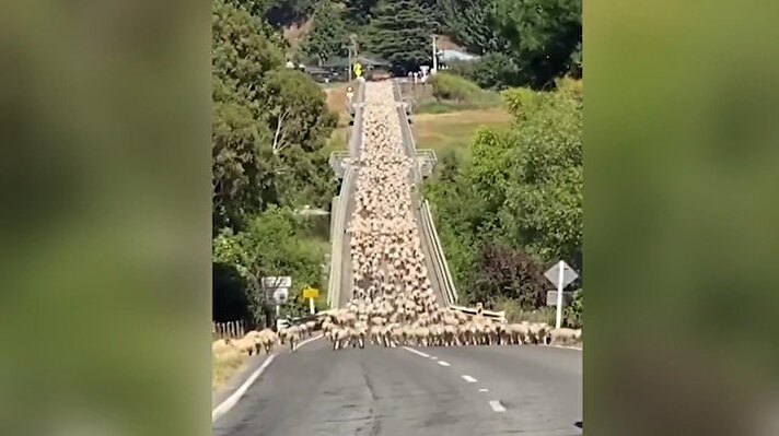 
Yeni Zeanda'nın Hawke’s Bay bölgesinde yaklaşık 3 bin kuzu Elsthorpe Caddesi üzerindeki Tukituki Nehri köprüsünden geçti. Kuzuların geçişi sırasında tek yönlü köprüde trafik aksadı. Köprüden geçen kuzu sürüsüne bir araç ve birkaç köpek eşlik etti. 
