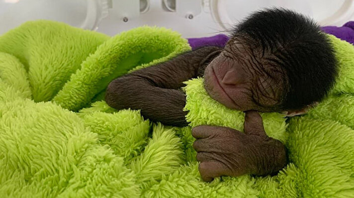Çin’in Jiangsu eyaletindeki Nankin kentinde bulunan Nanjing Hongshan Hayvanat Bahçesi’nde bir ay önce doğan ve Lucky adı verilen maymun, çalışanların ve ziyaretçilerin ilgi odağı oldu.