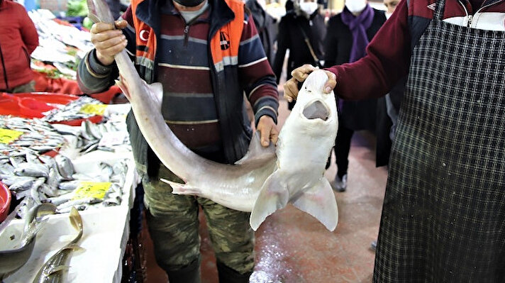 Kapalı çarşıda 40 yıldır balıkçılık yapan Nihat Baştaş, kansere iyi geldiği söylenen köpek balığını 2 ay önce Norveç’ten sipariş etti. Yaklaşık 2 metre boyunda ve 20 kilogram ağırlığında olan balık, tezgahta yerini aldı. Köpek balığının özel siparişle sezonda en fazla iki kere geldiğini anımsatan Baştaş, bunu da özellikle kanser hastaları için istettiklerini belirtti. Baştaş, balığı gören vatandaşların şaşkınlığını gizleyemediğini ve balığın kilosunu ise 100 liradan vereceklerini kaydetti.