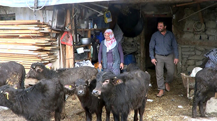 Andırın kırsalındaki Altınyayla Mahallesi'nde yaşayan Mustafa ve Hidayet Cura Çifti, sütünü ve yoğurdunu satarak geçimlerini sağlamak için 2018'de Andırın Orman İşletme Şefliği'ne müracaat ederek manda almak istediklerini söyledi. ORKÖY projesi kapsamında başvuruları kabul edilen Cura çiftine yüzde 20 hibe destekli 3 manda verildi.