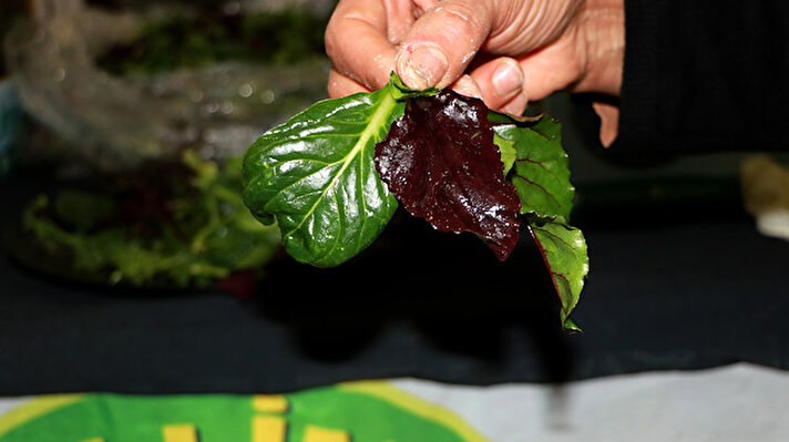 Kentte iç piyasaya sürmek için içerisinde Asya kökenli 7 farklı yeşillik bulunan Mascolin Salata üretmeye karar veren Siraç Orhan, 20 dönümlük arazisine salatanın içerisinde bulunan Bulls Blood (Tam kırmızı pancar yaprağı), Red Chard (Yeşil yaprak kırmızı damarlı pancar yaprağı), Tah Tsai (Çin lahanası), Mizuna (Japon lahanası), Kırmızı Hardal, Yenilebilen Kasimpati, Lollo Bionda (mini kıvırcık marul) ekti.