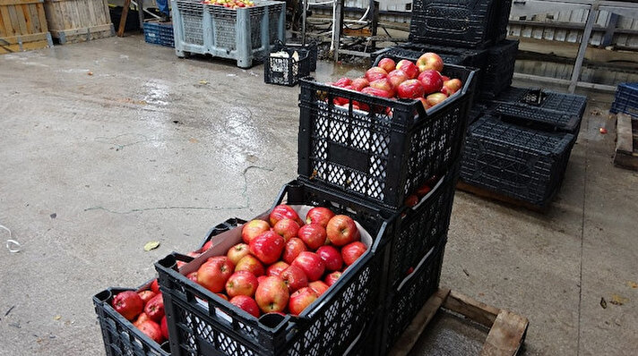 Türkiye'de üretilen her 4 elmadan 1'ini yetiştiren Isparta, hasat sezonunda 900 bin ton üretim ile rekor kırdı. Bu rekorda pay sahibi olan üretim merkezlerinin başında Gelendost ilçesi geliyor. İlçede 6 bin hektar alanda yapılan elma üretiminde bu sezon yaklaşık 600 bin ton elma üretildi. Gelendost Belediye Başkanı Mehmet Sezgin, depoda 2.80 TL'ye satılan elmanın büyük marketler ve pazarlarda 8-10 TL'ye satılmasına tepki gösterdi.
