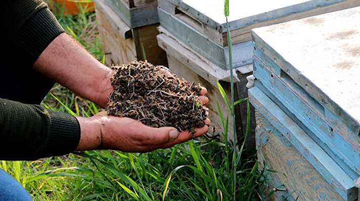 Türkiye’de yaklaşık 3 bin arıcı ile önemli arı yetiştirme ve bal üretim merkezlerinin başında gelen Adana’da 2021 yılına umutlu giren arıcılar, bilinçsizce atılan tarım ilaçları nedeniyle zor günler geçiriyor. Sarıçam ilçesine bağlı Ünlüce Mahallesi’nde uzun yıllardır arıcılık yapan Yurdal Hayatoğlu, geçen hafta Pazar günü 820 kovandaki arılarının yüzde 80’inin telef olduğunu fark etti. 