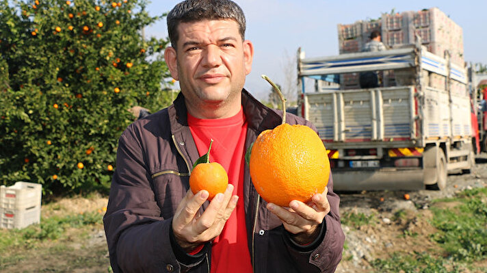 İlçeye bağlı Turunçlu Mahallesi'nde Tolga Ceyhanlı'ya ait narenciye bahçesinde çalışan işçiler, portakal topladığı sırada bir ağacın üzerinde normalden 3- 4 kat büyük bir portakal gördü. 