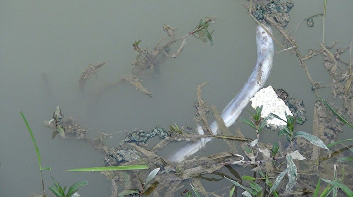 Manavgat'ta yıllar önce tarım arazilerinin sulanması amacıyla yapılan sulama kanalı balık ölümleri yaşanıyor. 