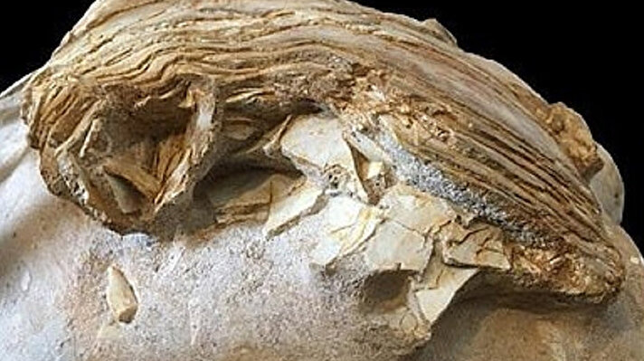 Portsmouth Üniversitesi'nde paleontolog olan David Martill'in, özel bir koleksiyoncu tarafından satın alınan ve bir 'uçan yırtıcı sürüngenin kafatası' parçası olduğu düşünülen büyük bir kemiği tanımlaması istendi.