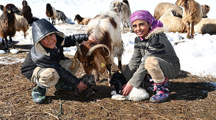 Şırnak’ın Beytüşşebap ilçesine bağlı Yeşilöz köyü Faraşin Yaylasında Aslan ailesi, yüzlerce hayvanı 10 ve 8 yaşındaki evin ’küçüklerine’ teslim etti. 10 yaşındaki Axin ile 8 yaşındaki Berat Aslan, sabahın ilk ışıkları ile birlikte hayvanları alıp otlatmaya götürüyor. Aslan kardeşler, akşam saatlerine kadar koyun ve keçilere çobanlık yapıyor. Kurt sürülerine karşı sürekli hayvanların arasında dolaşan çocuklar, yeni doğum yapmış keçinin oğlaklarını soğuklardan korumak için ise saman yığınları içinde bekleterek süt içmelerine yardımcı oluyor.