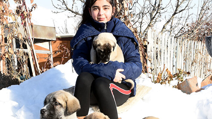 12 yaşındaki Naz, Kangal köpekleriyle büyüyor 