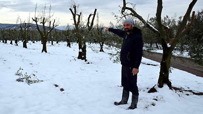 Bursa’da sıcaklıkların düşmesiyle birlikte soğuk havalar  ve kar yağışı kendisini gösterdi. Hava sıcaklarının sıfırın altında 12 dereceye kadar düştüğü kentte zeytin ağaçları olumsuz etkilendi. Türkiye’nin zeytin ihtiyacının yüzde 13’ünün karşılandığı Bursa'da on binlerce zeytin ağacı don nedeniyle yandı. 