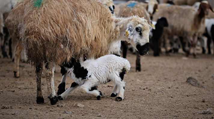 Koyunların kuzulama döneminin başlaması ile birlikte Elazığ’da her yıl olduğu gibi bu yılda renkli ve duygusal görüntüler oluşuyor. 