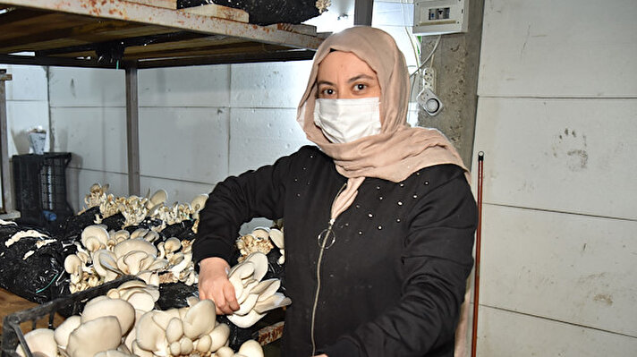 Kahramanmaraş'ın Türkoğlu ilçesinde oturan kadın girişimci, merak saldığı ve hobi olarak başladığı istiridye mantarı yetiştiriciliğinde talebi karşılayamayacak noktaya geldi.