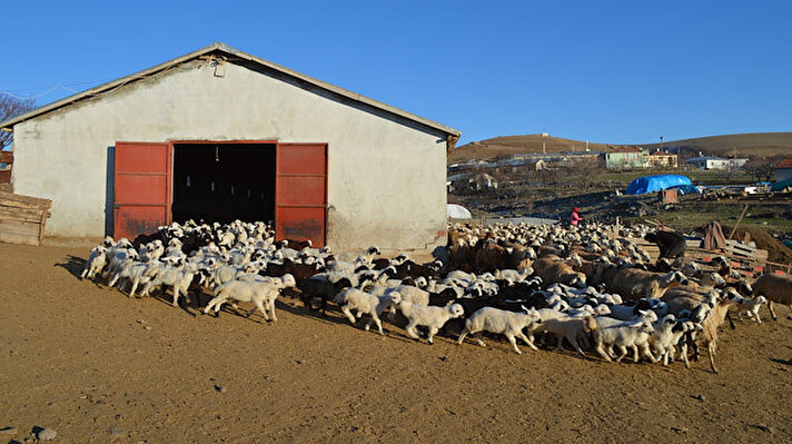 Elazığ'da, 'baharın müjdecisi' olarak kabul edilen koyunların kuzulama dönemi başladı. Kuzular, süt veriminin artırılması amacıyla annelerinden ayrı olarak ağıllarda tutuluyor. Merkeze bağlı Nuralı köyünde Şavak aşiretine üye aileler yıllardır küçükbaş hayvancılıkla uğraşıyor. 