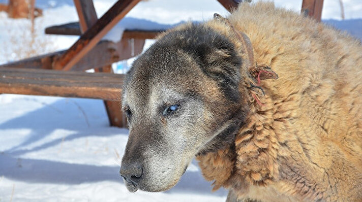 Sivas’ın Altınyayla ilçesinde bir çiftlikte yetiştirilen Türkiye’nin en yaşlı köpeklerinden biri olan Şerkan adlı Kangal köpeği görenlerin dikkatini çekiyor. İlçede Umut Taşdelen’e ait Kangal köpeği çiftliğinde yetiştirilen yaşlı köpeğin bakımı yıllardır büyük bir özenle yapılıyor. Sahibi Taşdelen tarafından her türlü ihtiyacı giderilerek yetiştirilen 18 yaşındaki yaşlı köpeğin bu günlerde ise hiçbir sağlık problemi bulunmuyor. Taşdelen yaşlı köpeğinin geçtiğimiz günlerde Türkiye’nin en soğuk yerleşim yeri olan Altınyayla ilçesinde eksi 26 dereceyi atlattığını ifade etti. Yaşlı köpeğine vefa borcunun olduğunu söyleyen Taşdelen, ilgi ve sevgi göstererek bu vefa borcunu ödemeye çalıştığını ifade etti.