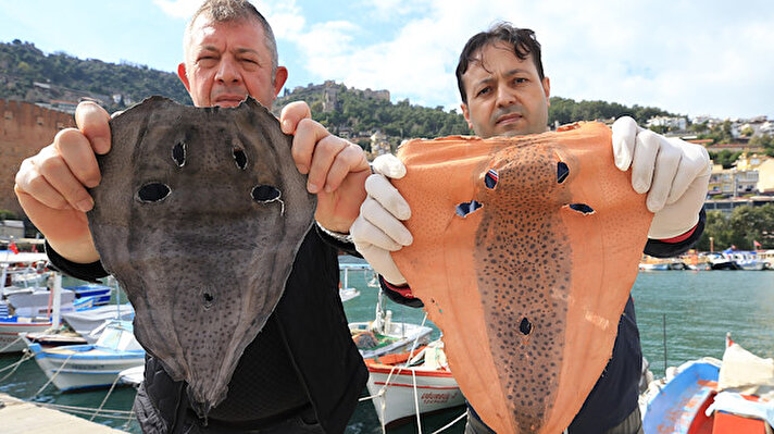 Girişimci Taner Okan Acar ile Mehmet Özata, zehirli balon balığının derisinin çanta, kemer, ayakkabı sektöründe kullanılmasını sağlayacak ABAP'ı hazırladı.