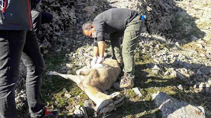Tunceli'nin Mazgirt ilçesine bağlı Yukarı Oyumca köyünde yaklaşık iki hafta önce 10 civarında yaban keçisi ölü olarak bulunmuştu.