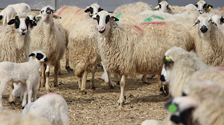 Et kalitesi ve süt verimi yüksek olan, çoklu doğum yapma özelliğine sahip Bafra ırkı koyunların bazılarında nadiren görülen bu durum işletme yetkilileri tarafından 'nazarlık' olarak yorumlanıyor.