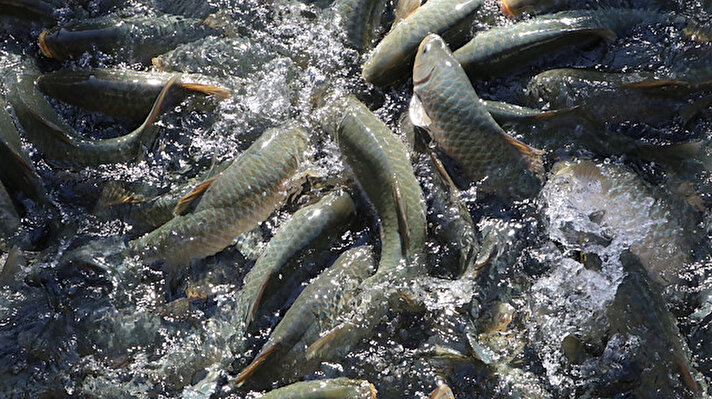 İnanç turizminin önemli merkezlerinden Şanlıurfa'nın simgesi haline gelen Balıklıgöl'de yaşayan sazan türü balıkların ölüm kayıtları tutuluyor.