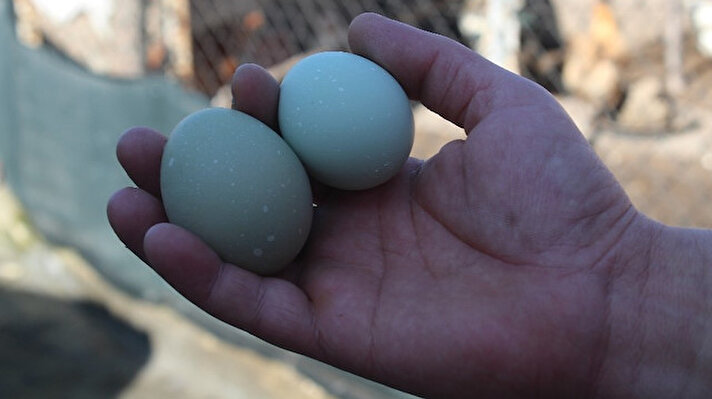 Mavi ve yeşil renkteki yumurtalar görenleri kendine hayran bırakırken faydalarıyla da dikkat çekiyor. Günlük hayatta protein ihtiyacımızı karşılayan önemli besin kaynaklarından olan yumurtanın farklı renkleri de bulunuyor. 