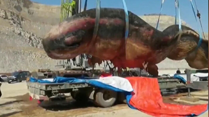 Çin'in kuzeyindeki Bohai Körfezi'ndeki Dailan kenti sahiline 18 metrelik ölü ispermeçet balinası vurdu.

