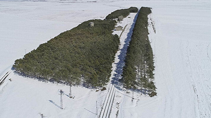 TCDD tarafından Doğu Anadolu Bölgesi'ndeki bazı tren yolları ile tren istasyonları çevresine, yoğun kar yağışının rayları olumsuz etkilemesini engellemek amacıyla çam fidanı dikilmesi kararı alındı.
