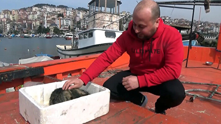 Ereğli'de balıkçılıkla geçimini sağlayan Murat Karakuş, yaklaşık bir ay önce barakasında beslediği kedilerden birinin kaybolduğunu fark etti.