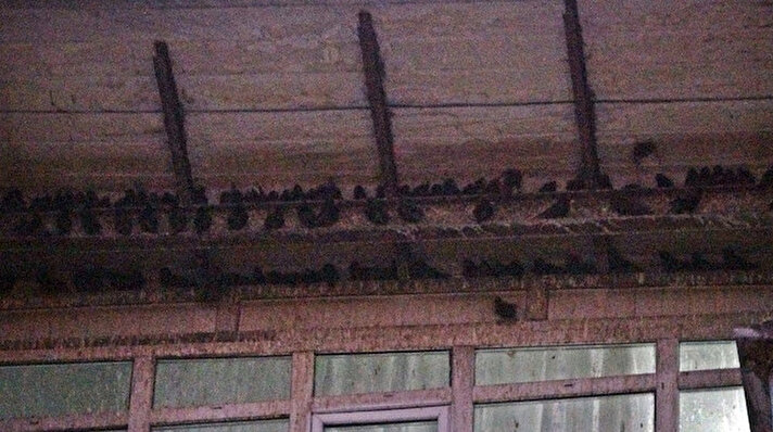 Hakkari Yüksekova'da her sene olduğu gibi havaların ısınmasıyla göç yoluyla değişik kuş türleri gelmeye başladı.