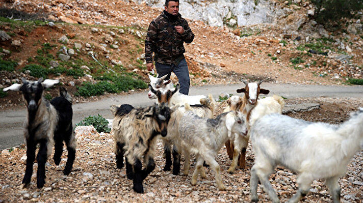 Çırkan Mahallesi Gazderesi mevkisinde yaşayan evli ve üç çocuk babası 41 yaşındaki Cemil Çoban, yıllardır hayvancılıkla uğraşıyor.

Her sabah ağıldan çıkardığı keçilerini motosikletine binerek önüne katan Çoban, drone cihazını da yanına alarak Bodrum'un kırsal kesimlerine yol alıyor.