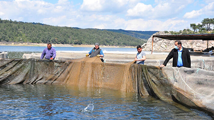 Denize kıyısı olmamasına rağmen Türkiye'de önemli yere sahip olan Manisa'nın baraj göletlerinde yetişen balıklar, Avrupa başta olmak üzere dünya sofralarını lezzetlendiriyor. Tarım ve Orman Bakanlığı desteği ile alabalığa karşı ilginin her geçen yıl arttığı Manisa'da, baraj göletlerinde kurulan tesislerde geçen yıl 838 ton alabalık, 160 ton aynalı sazan yetiştirildi. 