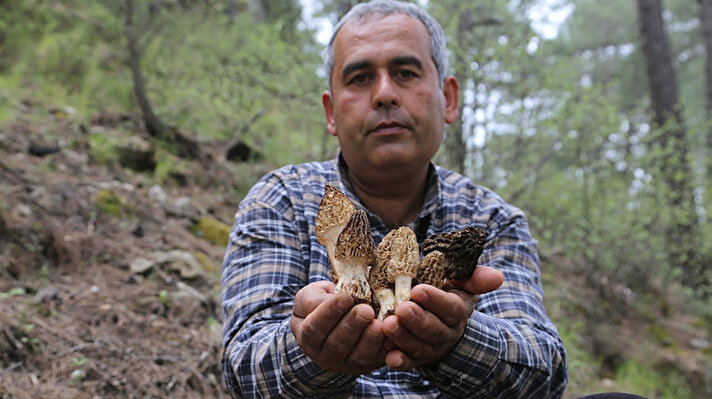 Toros Dağları'nın yüksek kesimlerinde ağaçların dibinden toplanan kuzugöbeği mantarı, bazı ailelere geçim kapısı oldu.
