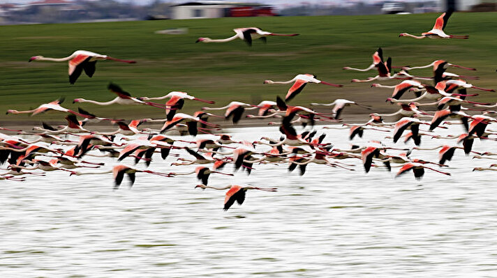 Ankara’nın Gölbaşı ve Şereflikoçhisar ilçelerinde bulunan göletleri göç durağı olarak kullanan flamingolar, Ankara semalarında renkli görüntüler oluşturuyor.