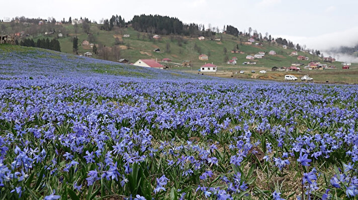 Tonya ilçesine 9 kilometre uzaklıkta ve yaklaşık 1300 metre yükseklikteki Kadıralak Yaylası, ilkbaharla birlikte mavi yıldız çiçeklerinin açmasıyla mor rengini aldı.