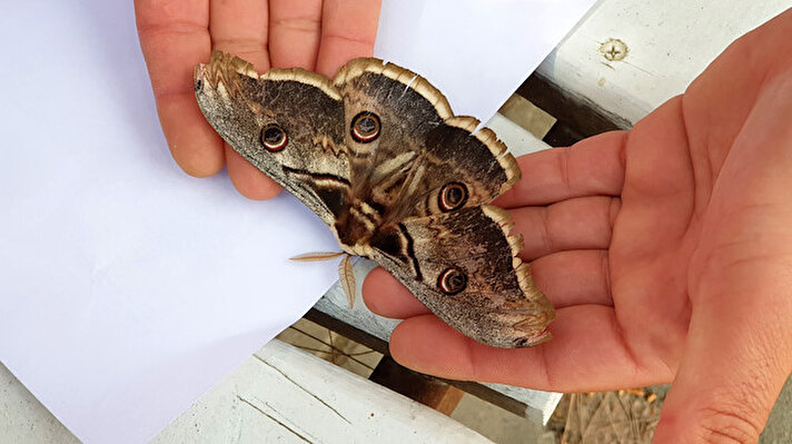 Cevdet Paşa Ortaokulu beden eğitimi öğretmeni Yalçın Yanık, kelebeği okulun bahçesinde bulduğunu söyledi.
