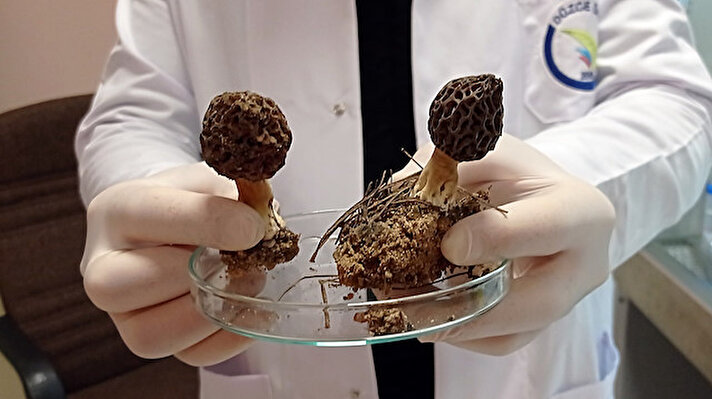 Düzce Üniversitesi Geleneksel ve Tamamlayıcı Tıp Merkezi mantar laboratuvarlarında hem yemeklik hem ilaç olarak kullanılan mantarların kültür ortamında yetişmesi için çalışmalar yapılıyor.