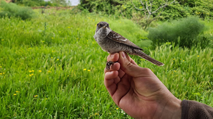 İstanbul Üniversitesi-Cerrahpaşa Ormancılık Meslek Yüksekokulu ile Samsun Ondokuz Mayıs Üniversitesi Bafra Meslek Yüksekokulu, kuşların göç yollarını belirlemek için halkalama çalışması başlattı.