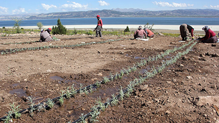 Burdur'un Karakent köyü yakınlarında bulunan Lisinia Doğa Proje Alanı'nda, bölge çiftçisine örnek olmak amacıyla yaklaşık 16 yıldır susuz tarım projesi yürütülüyor. 
