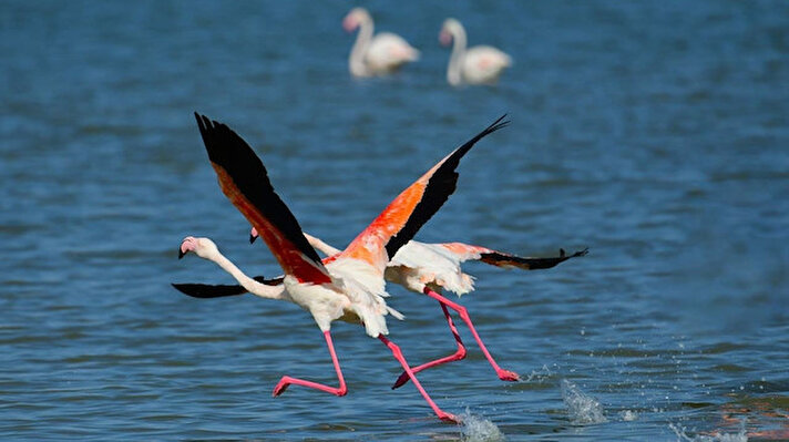 Her yıl belirli dönemlerde Van Gölü ve Erçek Gölü havzalarında konaklayan flamingoların bu yılki görsel şöleni erken başladı. 