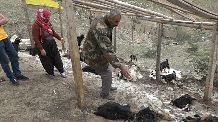 Bu gün sabah saatlerinde Kulp ilçesi Turgut Özal Mahallesi Yatılı Bölge Ortaokulu yakınlarında Recep Olca adlı vatandaşın ahırına köpekler saldırdı. Saldırı sonucu 20 keçi yavrusu olan oğlak telef oldu 21 keçi yavrusu olan oğlak ise yaralandı.