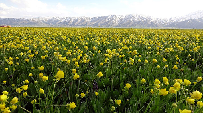 Yüksekova ilçesine 4 kilometre uzaklıkta bulunan İnanlı köyünün yakınlarında bulunan ovada açılan sarı çiçekler, güzelliğiyle görenleri mest etti.