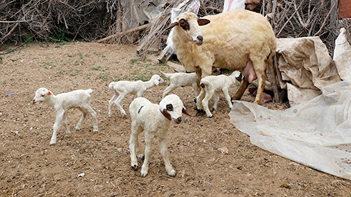 Eldirek Mahallesi'nde yaşayan Halil İbrahim (76) ile Saliha Demirci (74) çifti, doğum yapan koyunun 7 kuzu dünyaya getirmesi üzerine büyük şaşkınlık yaşadı.
