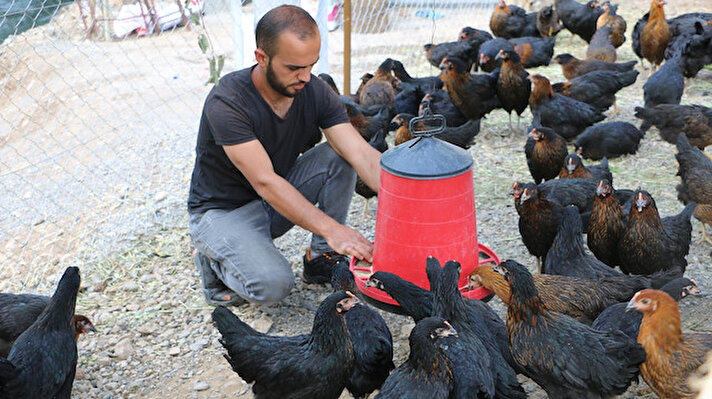 Uludere Kaymakamlığı ile Tarım ve Orman Müdürlüğü tarafından 70 kişiye 6 bin adet tavuk hibe edilip çiftlik kuruldu.