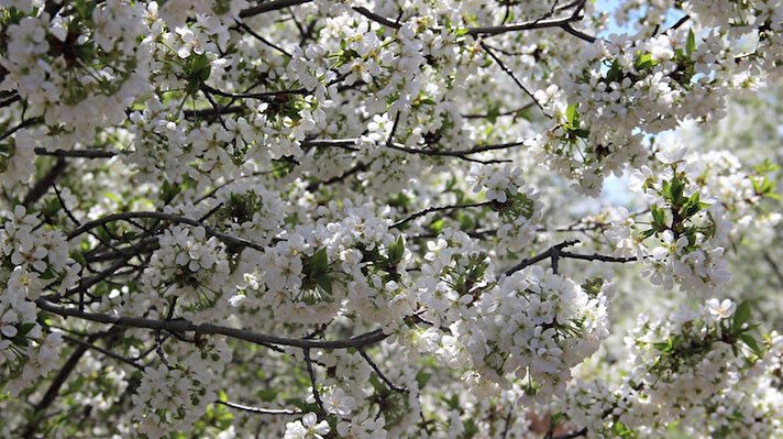 Sivas’ta Çukurbelen köyünde 70 dönümlük araziye dikilen vişne ağaçları ilkbaharın gelmesiyle çiçek açtı. 