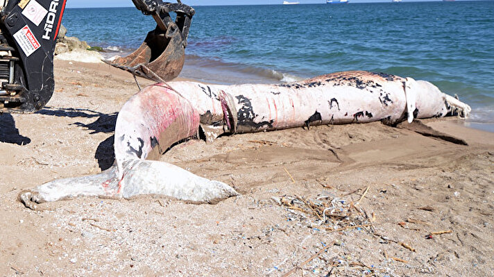 Mersin'in merkez Yenişehir ilçesi açıklarında, devriye gezen Sahil Güvenlik Akdeniz Bölge Komutanlığı ekipleri tarafından sahile vurmuş olarak bulunan oluklu balinanın Mersin Üniversitesi (MEÜ) Su Ürünleri Fakültesi'nden Prof. Dr. Deniz Ayas tarafından yapılan nekropsi sonucuyla ölüm nedeni belli oldu. 