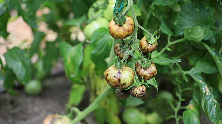 Antalya'daki domates üreticisi, İsrail'den gelen tohumlarda ortaya çıktığı için 'İsrail virüsü' denilen ve tıpkı koronavirüs gibi kısa sürede diğer bitkilere de yayılan virüs nedeniyle sıkıntı yaşıyor.
